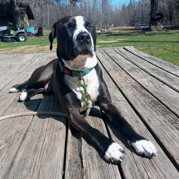 Aerie trade? Fireside by dearfoams too - Picture 1 of 1